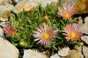 Delosperma 'Kelaidis' Mesa Verde® Ice Plant - kosmatec