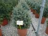 Abies lasiocarpa var. arizonica 'Compacta' - jedle plstnoplodá