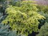 Abies nordmanniana 'Barabits Compact' - jedle kavkazská
