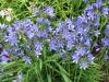 Agapanthus 'Liliput' - kalokvět