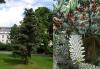 Abies pinsapo - jedle španělská