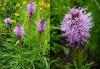 Liatris spicata - šuškarda klasnatá