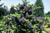 Abies koreana - jedle korejská (PROVOBIS)