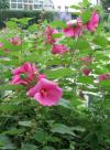 Hibiscus moscheutos - ibišek bahenní