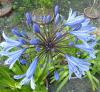 Agapanthus - kalokvět