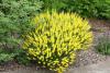 Cytisus nigricans 'Cyni' - čilimník černající