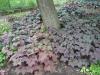 Heuchera - dlužicha