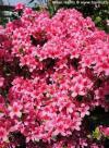 Azalea japonica 'SILVESTER' 'SILVESTER' - azalka japonská