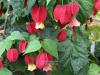 Abutilon megapotamicum - mračnák
