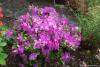 Azalea x 'Martha Hitchcock' - hybridní japonská azalka