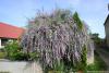 Buddleja alternifolia - komule střídavolistá