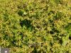 Eryngium foetidum - máčka, koriandr mexický, africký