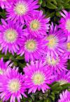 Delosperma sutherlandii - delosperma