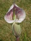 Arisaema candidissimum - arisema, kobří lilie