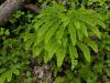 Adianthum pedatum - netík