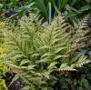 Athyrium otophorum Okanum - papratka japonská