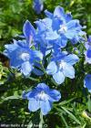 Delphinium grandiflorum 'Summer blues' - ostrožka, stračka