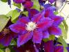 Clematis hybrida 'Julka' - plamének