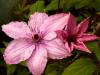 Clematis hybrida 'Hagley Hybrid' - plamének