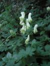 Aconitum lycoctonum - oměj vlčí mor