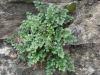 Asplenium ruta-muraria - sleziník routička