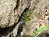 Asplenium septentrionale - sleziník severní
