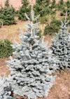 Abies lasiocarpa 'Compacta' - jedle plstnatoplodá, zakrslá