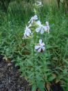Saponaria officinalis - mydlice lékařská