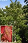 Acer davidii - javor Davidův