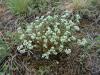 Scleranthus perennis - chmerek vytrvalý