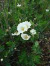 Rosa spinosissima - růže bedrnikolistá