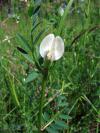 Vicia grandiflora - vikev velkokvětá
