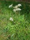 Peucedanum cervaria - smldník jelení