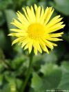 Doronicum orientale 'Leonardo Compact' - kamzičník východní