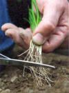 Allium porrum - pórek: Přesazování pórku - sazeničkám při přesazování zastřihněte kořínky (KNIŽNÍKLU