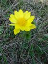Adonis vernalis - hlaváček jarní