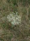 Eryngium campestre - máčka ladní