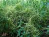 Cuscuta epithymum - kokotice povázka