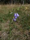 Campanula moravica - zvonek moravský