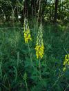 Cytisus nigricans - čilimník černající