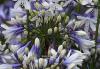 Agapanthus 'Twister' - kalokvět