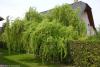 Salix matsudana 'Tortuosa' - vrba Matsudo
