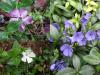Vinca minor - barvínek menší