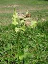 Cirsium oleraceum - pcháč zelinný