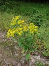 Senecio ovatus - starček Fuchsův