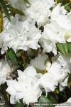 Rhododendron dauricum 'April Snow' - pěnišník daurský