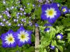 Convolvulus tricolor - svlačec trojbarevný