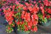 Azalea japonica 'Satschiko' - azalka japonská