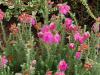 Erica tetralix 'Con Underwood' - vřesovec ladní