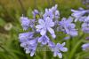 Agapanthus 'Peter Pan' - kalokvět